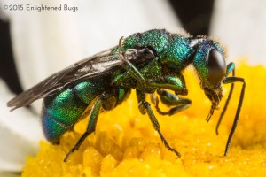 Cuckoo wasp on oxeye daisy
