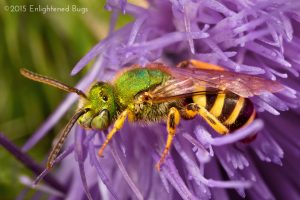 Green sweat bee male on thistle