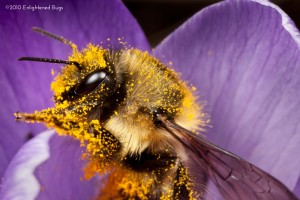Black tail bumble bee queen on crocus