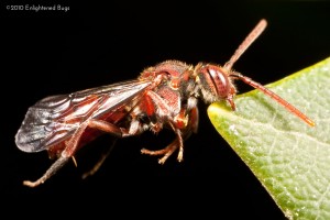 Cuckoo bee female on dandelion