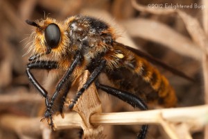 Robber fly