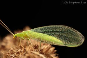 Lacewing