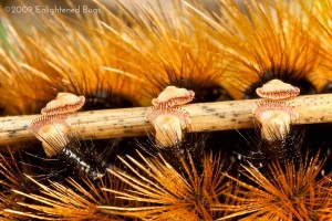 Banded woolly bear caterpillar prolegs