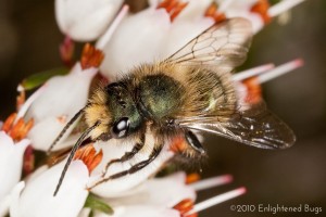 Mason bee on plum blossom