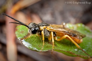 Sawfly