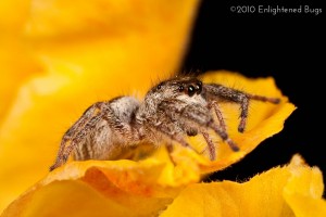 Jumping spider